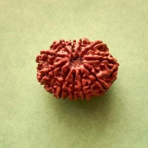 11 Mukhi Nepali Rudraksha
