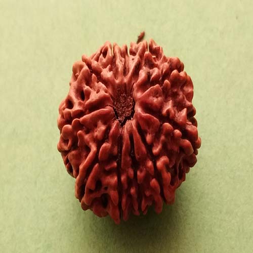 11 Mukhi Nepali Rudraksha