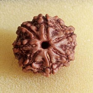 7 Mukhi Rudraksha