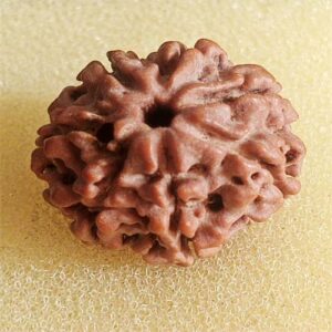 7 Mukhi Rudraksha