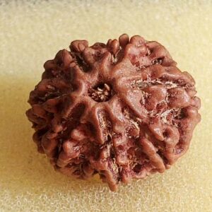 7 Mukhi Rudraksha