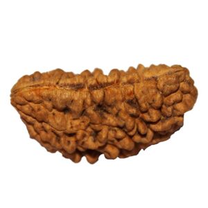 1 Mukhi Rudraksha