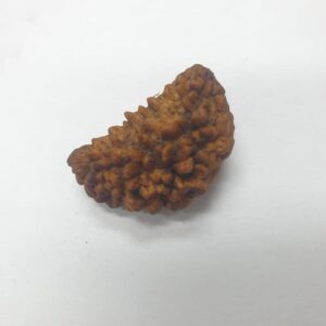 1 Mukhi Rudraksha