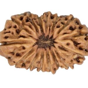 15 Mukhi Rudraksha