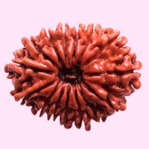 15 Mukhi Rudraksha