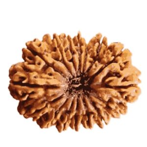 16 Mukhi Rudraksha