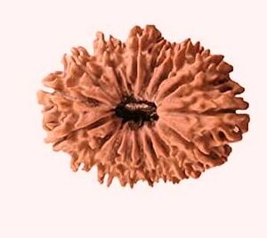 16 Mukhi Rudraksha