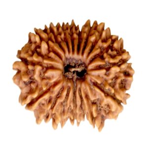 17 Mukhi Rudraksha