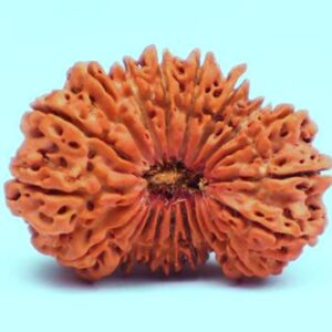 20 Mukhi Rudraksha