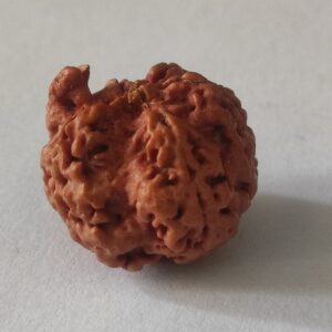 Ganesh Rudraksha