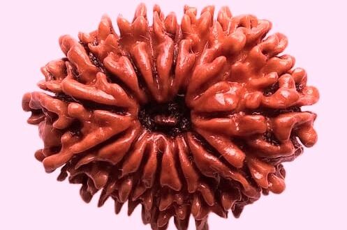 15 Mukhi Rudraksha