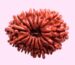 15 Mukhi Rudraksha