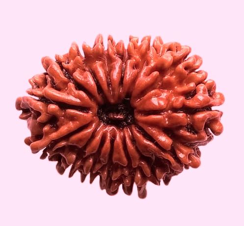15 Mukhi Rudraksha