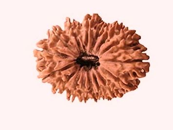 16 Mukhi Rudraksha