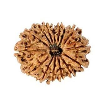 17 Mukhi Rudraksha