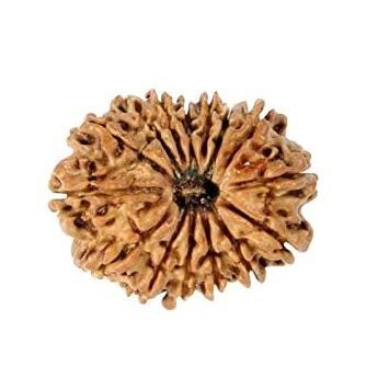 17 Mukhi Rudraksha