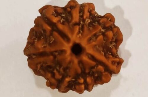 7 Mukhi Rudraksha