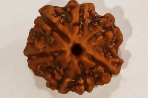 7 Mukhi Rudraksha