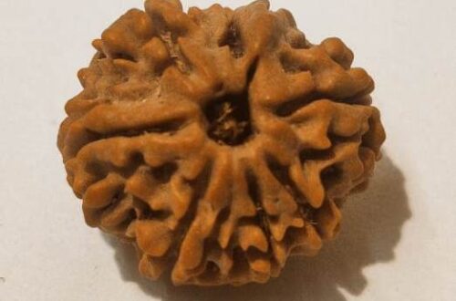 7 Mukhi Rudraksha