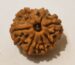 7 Mukhi Rudraksha