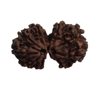 Gaurishankar Rudraksha