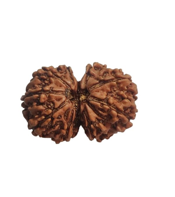 Gaurishankar Rudraksha