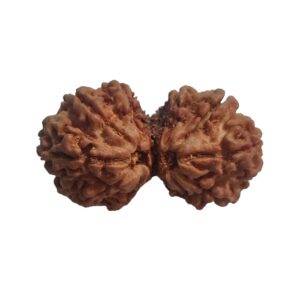 Gaurishankar Rudraksha