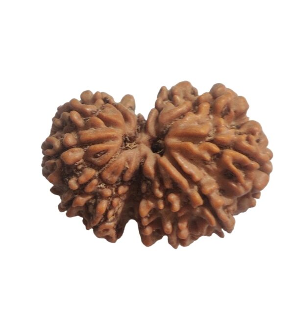 Gaurishankar Rudraksha