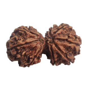 Gaurishankar Rudraksha