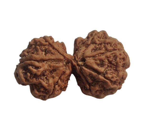 Gaurishankar Rudraksha