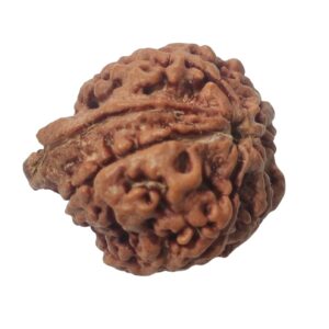 Ganesha Rudraksha