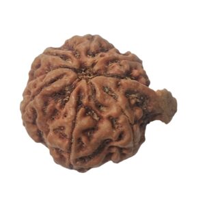 Ganesha Rudraksha
