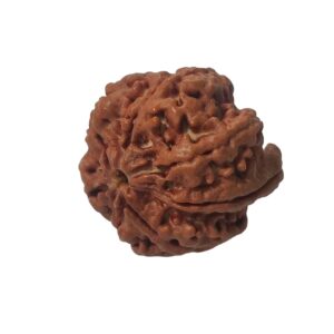Ganesha Rudraksha