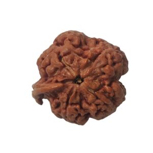 Ganesha Rudraksha