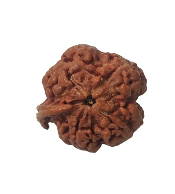 Ganesha Rudraksha