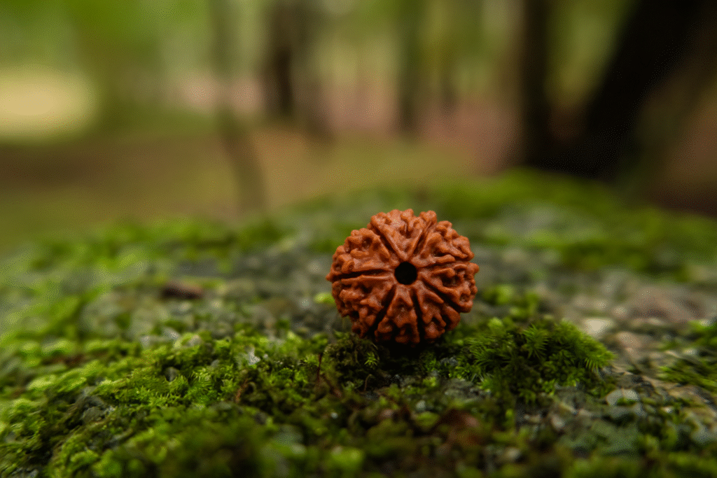 The Spiritual and Healing Powers of 7 Mukhi Rudraksha - Kailasha Rudraksh