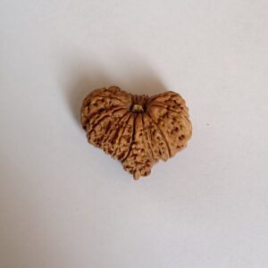 15 Mukhi Rudraksh