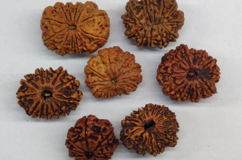 12 Mukhi Rudraksha