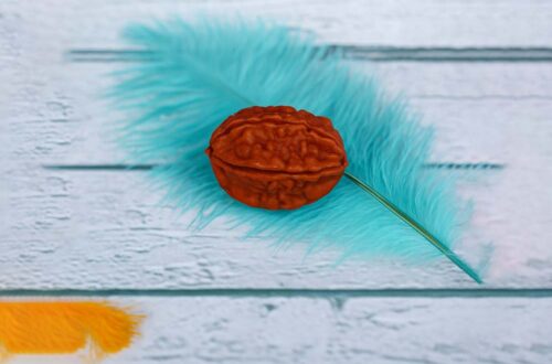 How To Wear 1 Mukhi Rudraksha Can Transform Your Career and Life | Kailasha Rudraksh